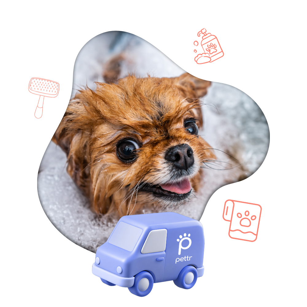 Basic Mobile Grooming